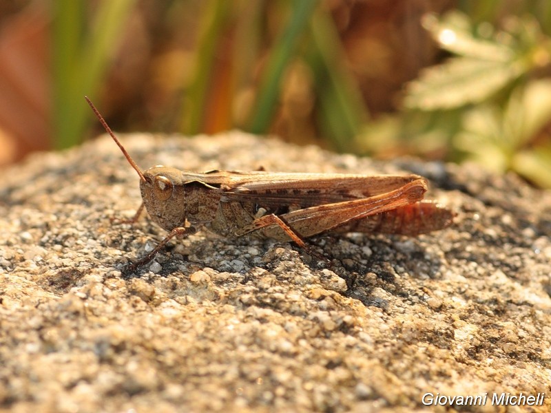 Chorthippus (Glyptobothrus) sp.